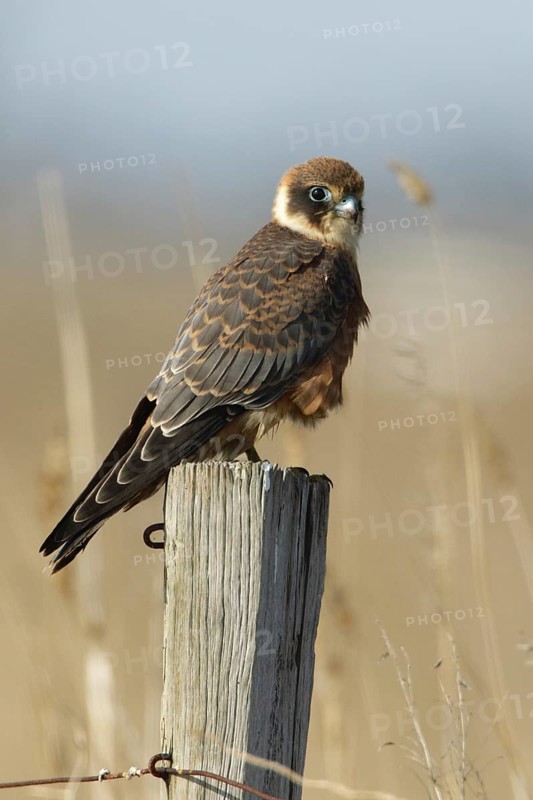 Australian Hobby (Falco longipennis) juvenile perched on a pale, Victoria, Australia