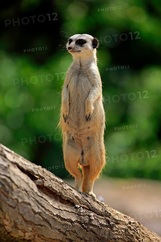 Meerkat (Suricata suricatta), adult, alert, male, standing upright, Little Karoo, Western Cape, South Africa