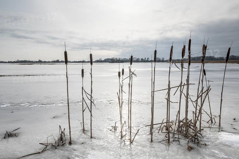 Cattail (Typha latifolia) on a flooded meadow, Lower Saxony, Germany