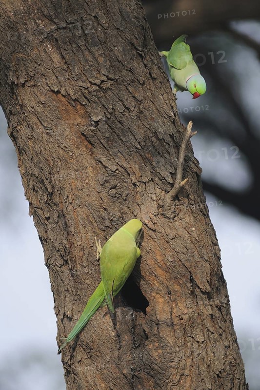 Rose-ringed Parakeet (Psittacula krameri), Keoladeo National Park, India
