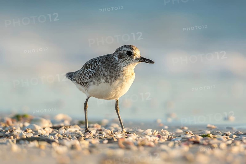 Grey Plover (Pluvialis squatarola), Texas, USA