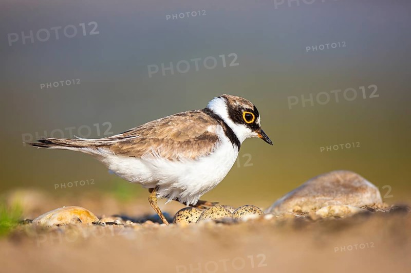 Little Ringed Plover (Charadrius dubius) male at nest with eggs, North Rhine-Westphalia, Germany