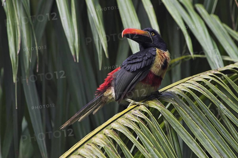 Fiery-billed Aracari (Pteroglossus frantzii), Costa Rica