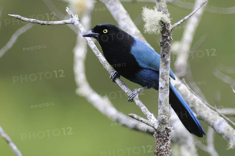 Bushy-crested Jay (Cyanocorax melanocyaneus), Guatemala