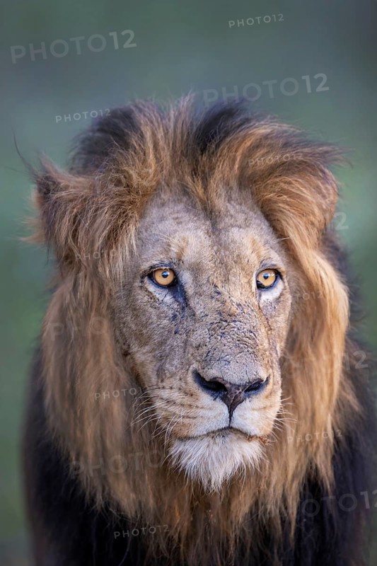 African Lion (Panthera leo) majestic male portrait, Sabi Sands, South Afrika