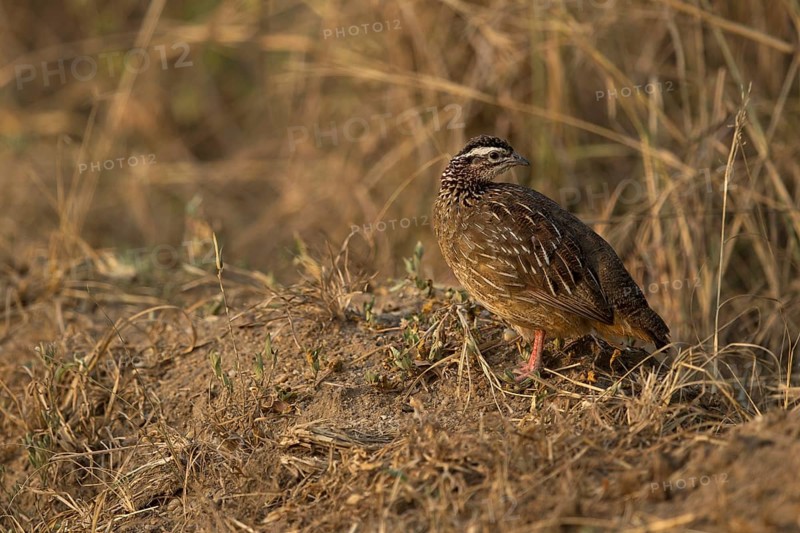 Crested Francolin (Dendroperdix sephaena), Semuliki National Park, Uganda