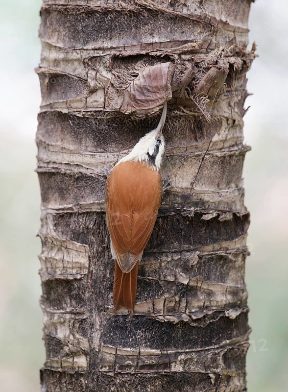 Narrow-billed Woodcreeper (Lepidocolaptes angustirostris) climbing up tree trunk, Pantanal, Brazil