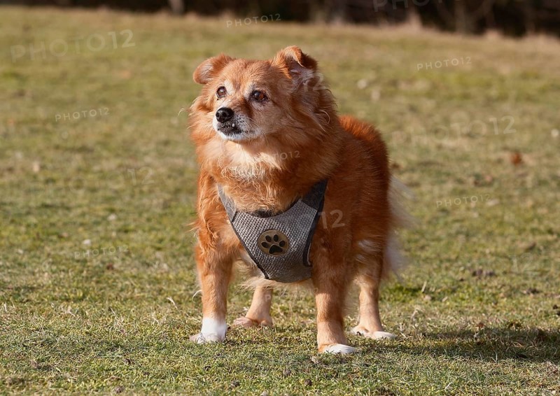 Chihuahua-Spitz crossbreed (Canis lupus familiaris), standing from the front on the meadow, North Rhine-Westphalia, Germany