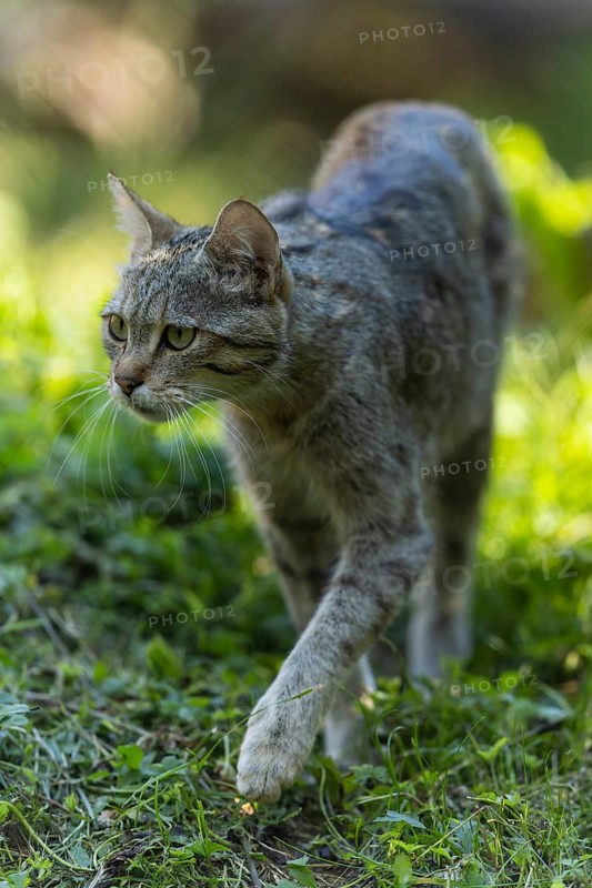 A wildcat walking through the green grass, wildcat (Felis silvestris), Germany