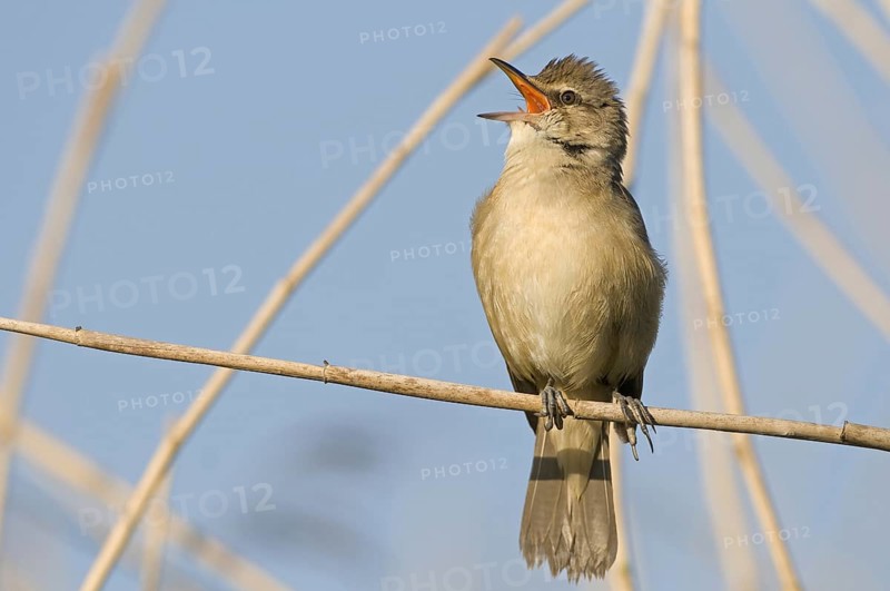 Great Reed Warbler (Acrocephalus arundinaceus) singing, Saxony, Germany