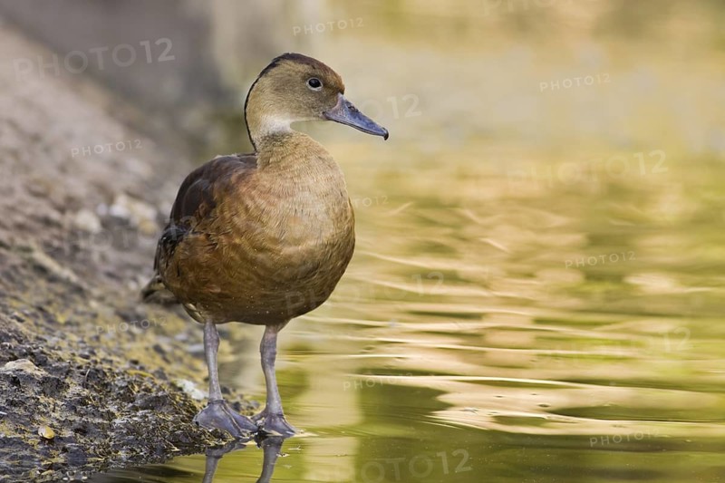 Fulvous Whistling Duck (Dendrocygna bicolor), Arizona, USA