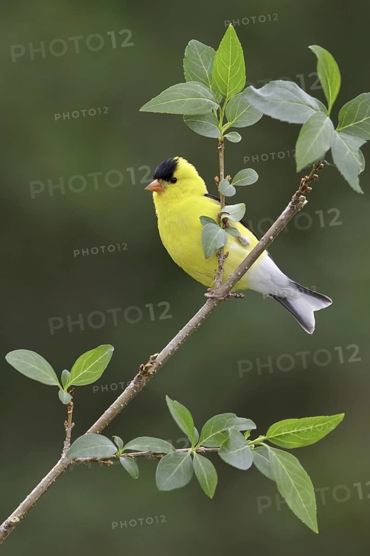 American Goldfinch (Spinus tristis) male, Ontario, Canada