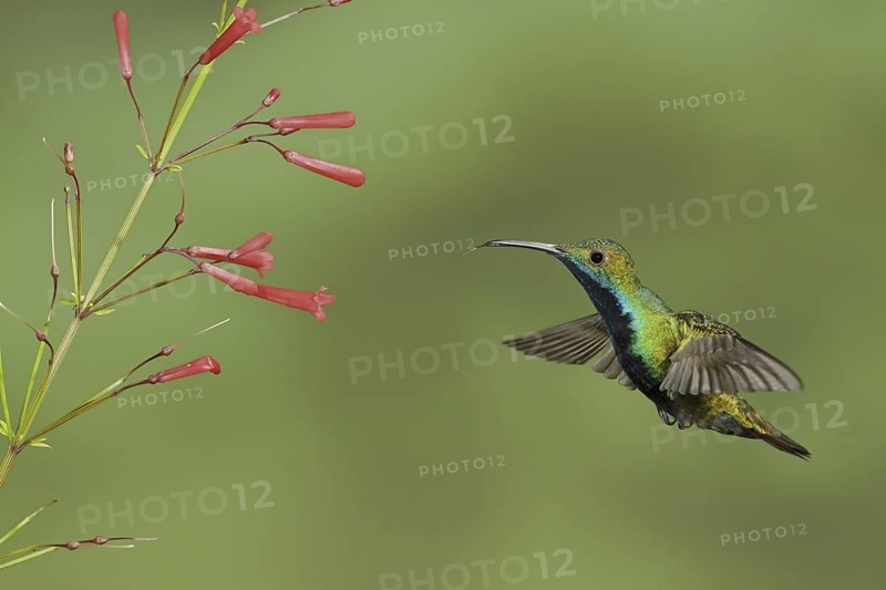Black-throated Mango (Anthracothorax nigricollis), Trinidad and Tobago