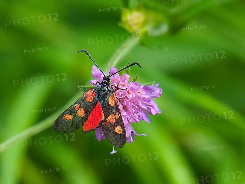 Blood droplet (Zygaena transalpina)