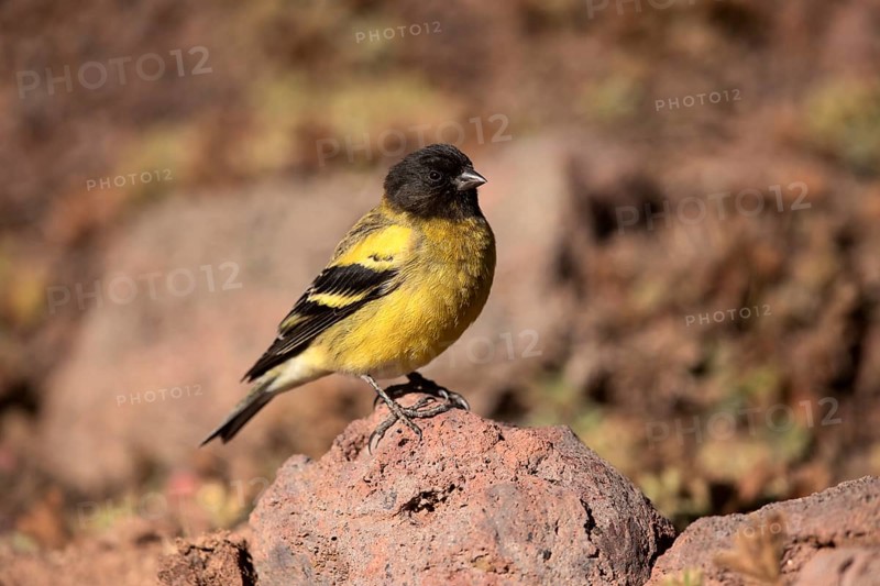 Ethiopian Siskin (Serinus nigriceps) perched on the ground, Oromia, Ethiopia