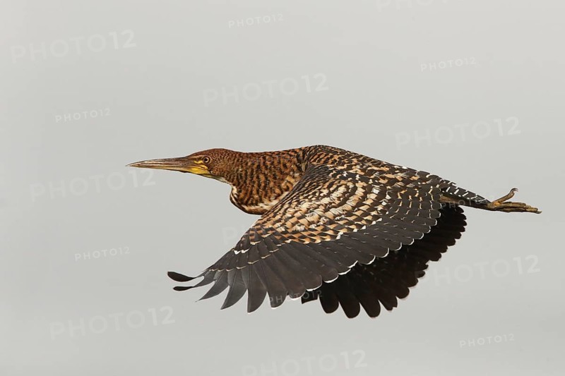 Rufescent Tiger Heron (Tigrisoma lineatum) juvenile flying, Los Llanos, Venezuela