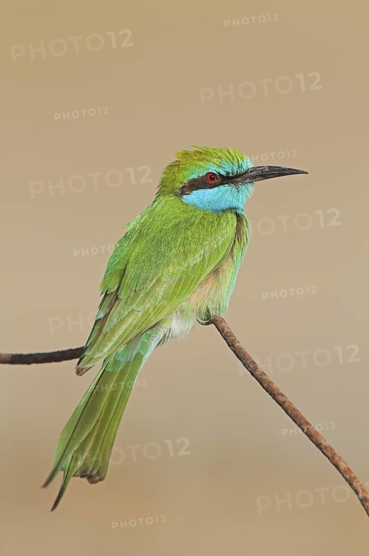 Green Bee-eater (Merops orientalis), Oman