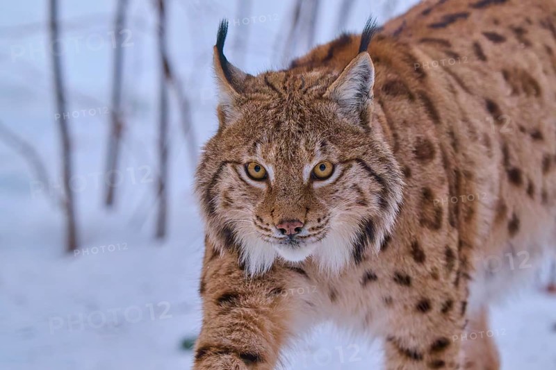 A lynx in the winter forest attentively observing its surroundings in the snow, Winter, Lynx (Lynx lynx), Germany