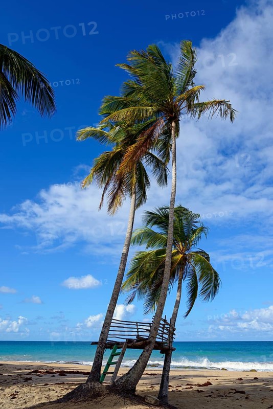 Three palm trees on a sandy beach with a ladder, surrounded by blue sky and ocean waves, Limon beach, El Limón, El Seibo, Dominican Republic, Hispaniola, Caribbean, America