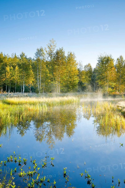 The first rays of sunlight bathe the birch forest and grasses in a warm light, clouds of mist drift across the water surface reflecting the vegetation of the upland moor near Les Ponts-de-Martel, Canton Neuchâtel, Switzerland