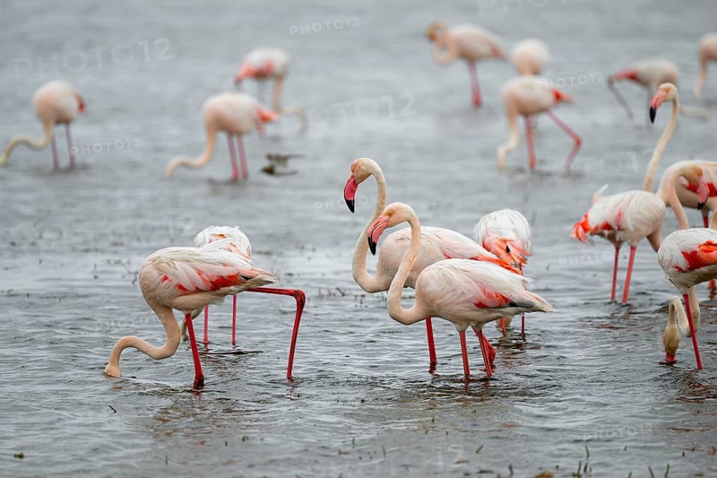 Pink flamingo (Phoenicopterus roseus) in a lagoon, Walfish Bay, Erongo, Namibia