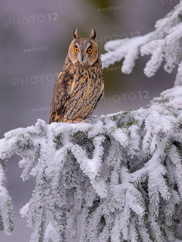 Long-eared owl (Asio otus), sitting on a spruce branch covered with snow and hoarfrost in a winter forest, biosphere reserve, Swabian Alb, Baden-Württemberg, Germany
