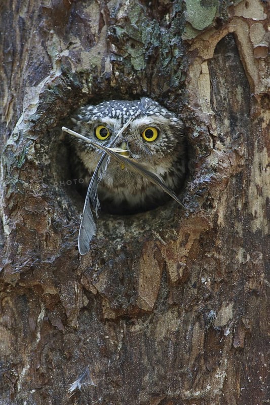 Eurasian Pygmy Owl (Glaucidium passerinum), Bavaria, Germany