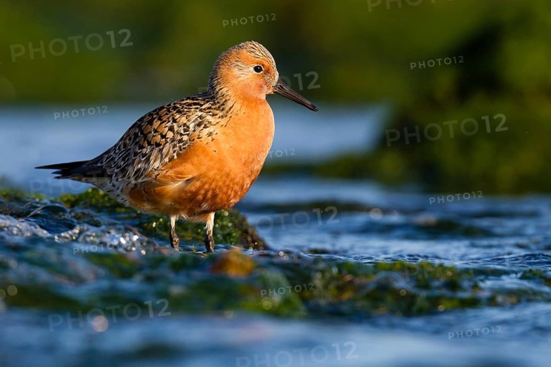 Red Knot (Calidris canutus) foraging, Asturias, Spain