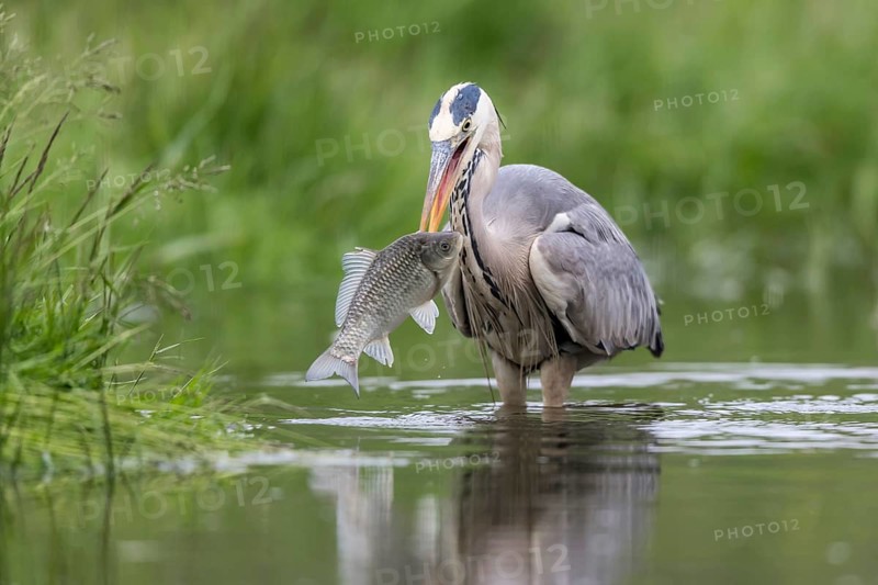 Grey Heron (Ardea cinerea) with fish prey in beak, Subotica, Serbia