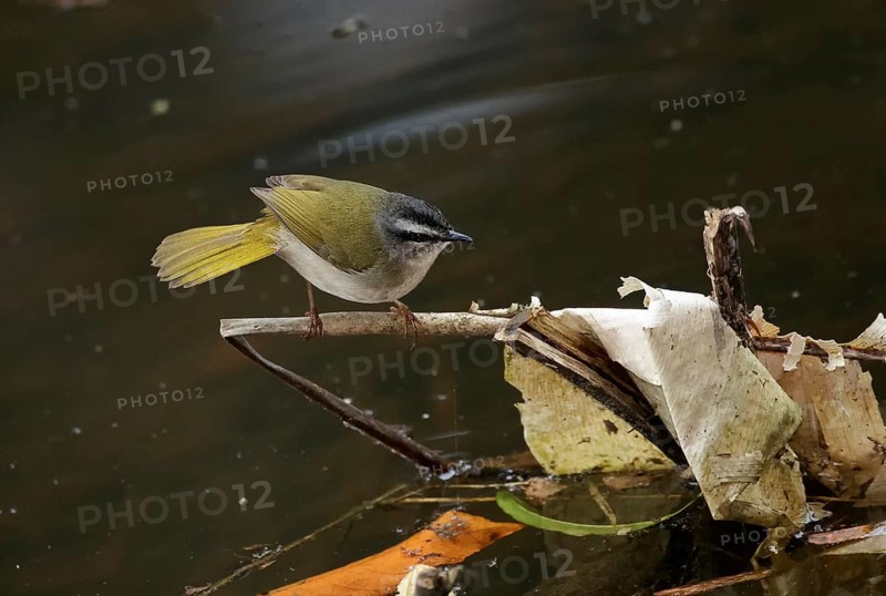 Riverbank Warbler (Myiothlypis rivularis) perched on a branch, Atlantic rainforest, Brazil