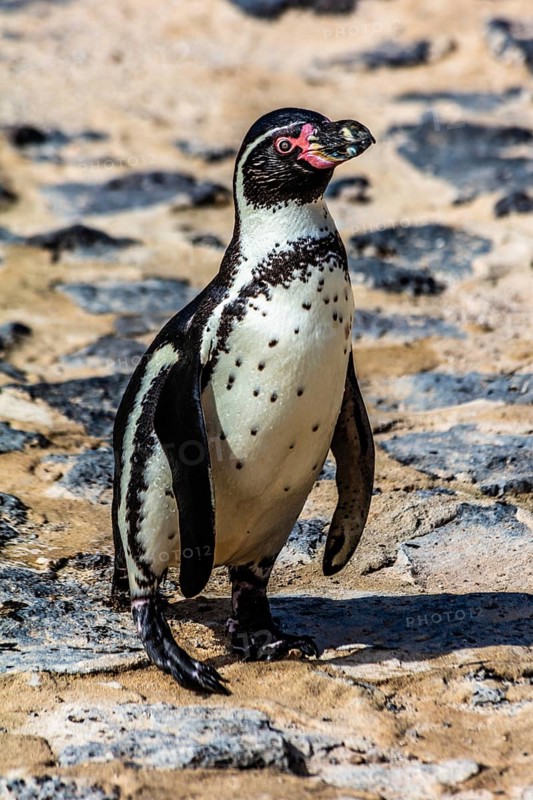 Penguins in Guinate Tropical Park, Lanzarote, Canary Islands, Spain