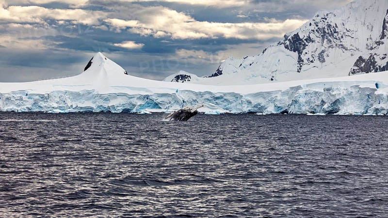 A whale splashes out of the water, accompanied by a majestic ice landscape in the background, humpback whale (Megaptera novaeangliae) observation in the Southern Ocean in Antarctica