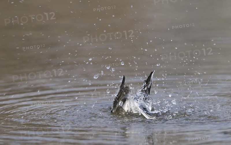 White Wagtail (Motacilla alba), Saxony, Germany