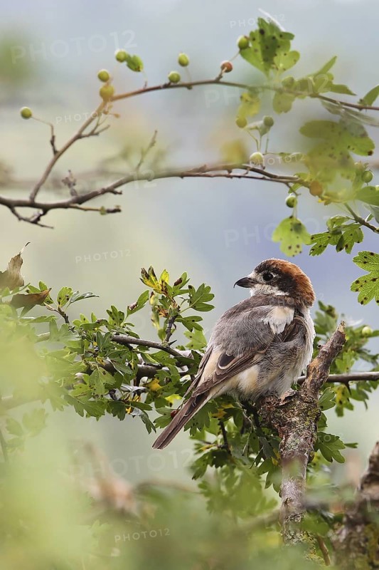 Woodchat Shrike (Lanius senator) male, Bavaria, Germany