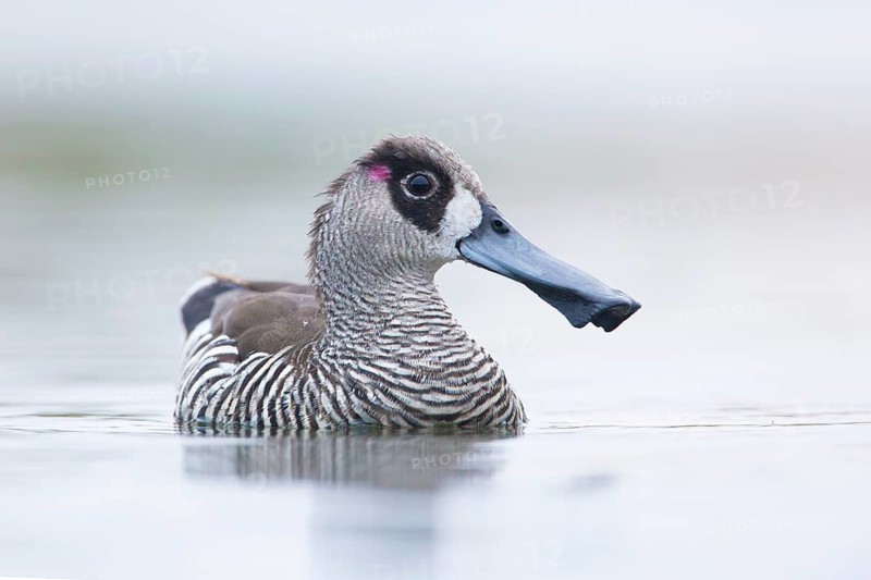 Pink-eared Duck (Malacorhynchus membranaceus), Victoria, Australia