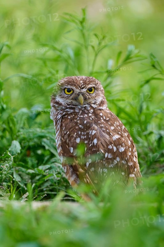 Burrowing owl (Speotyto cunicularia), sitting in a meadow, Pembroke Pines, Florida, USA