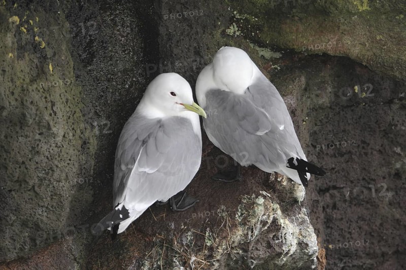 Black-legged Kittiwake (Rissa tridactyla), Alaska, USA