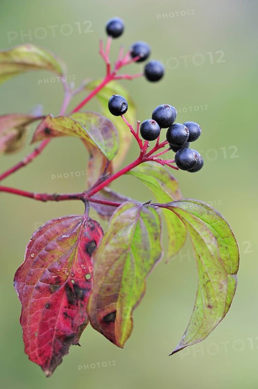 Close up of Common, European dogwood leaves and berries (Cornus sanguinea), Belgium