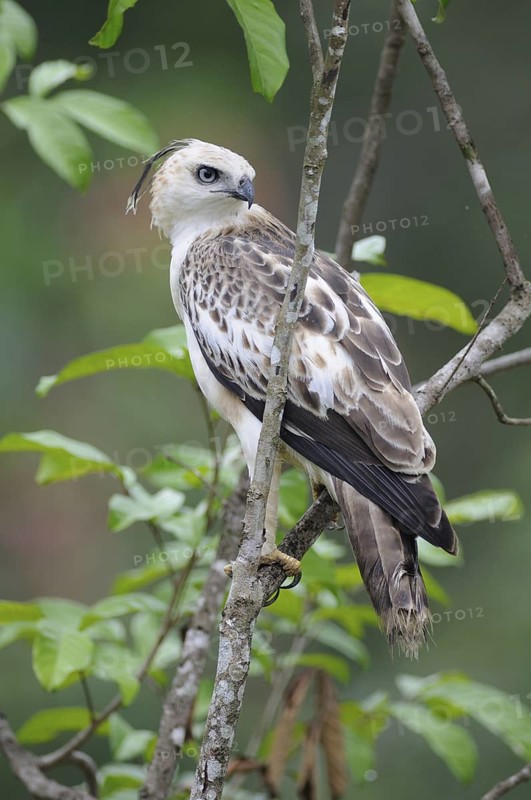 Changeable Hawk-Eagle (Nisaetus cirrhatus), Sri Lanka