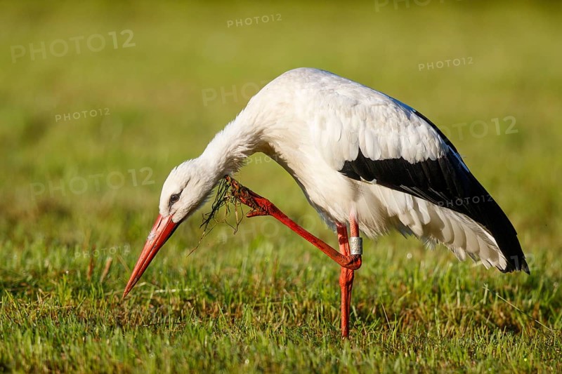 White Stork (Ciconia ciconia) scratching, North Rhine-Westphalia, Germany
