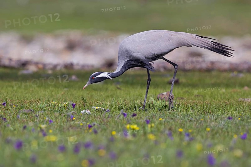 Demoiselle Crane (Grus virgo) foraging, Lake Hovsgol, Mongolia