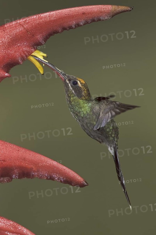 White-whiskered Hermit (Phaethornis yaruqui), Ecuador
