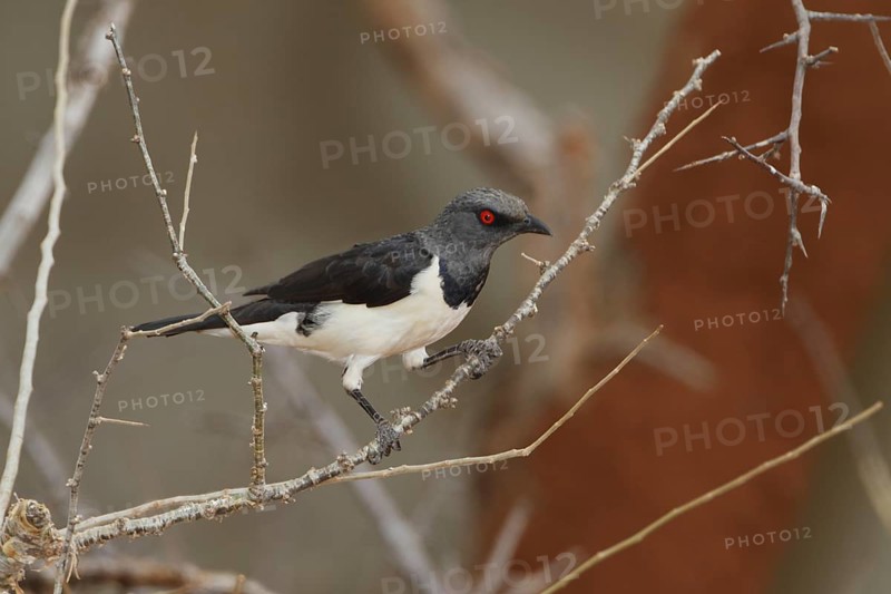 Magpie Starling (Speculipastor bicolor) female, Samburu, Kenya