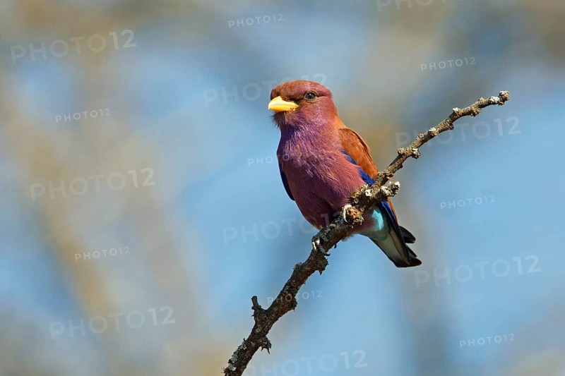 Broad-billed Roller (Eurystomus glaucurus) perched on a branch, Uganda