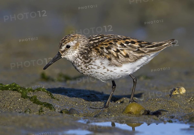 Western Sandpiper (Calidris mauri), British Columbia, Canada