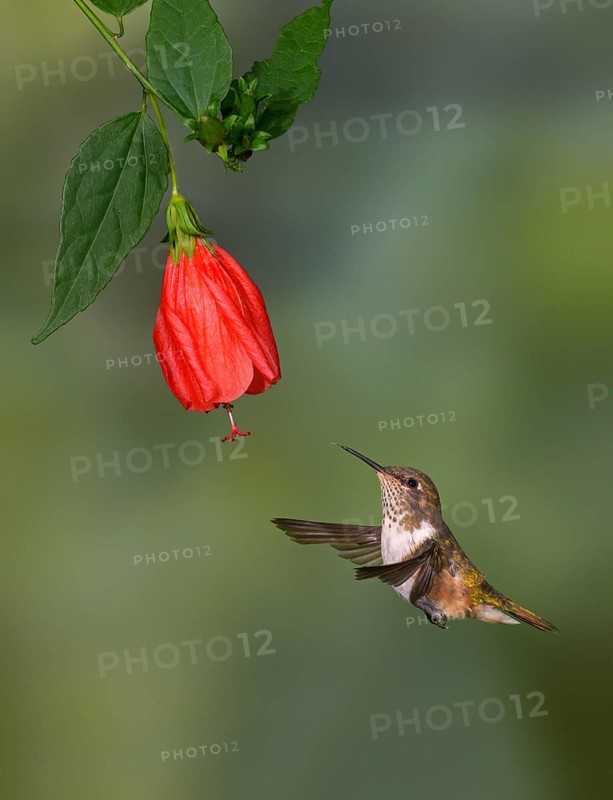 Female Volcano Hummingbird (Selasphorus flammula) San Gerrardo de Dota, Costa Rica