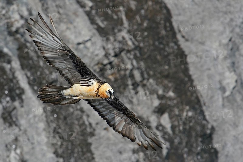 Bearded Vulture (Gypaetus barbatus) flying, Valais, Switzerland