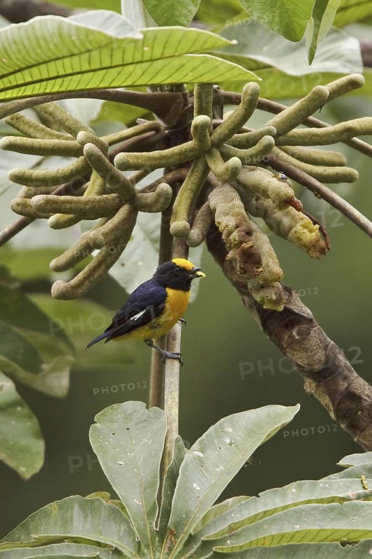 Orange-bellied Euphonia (Euphonia xanthogaster) male, Ecuador