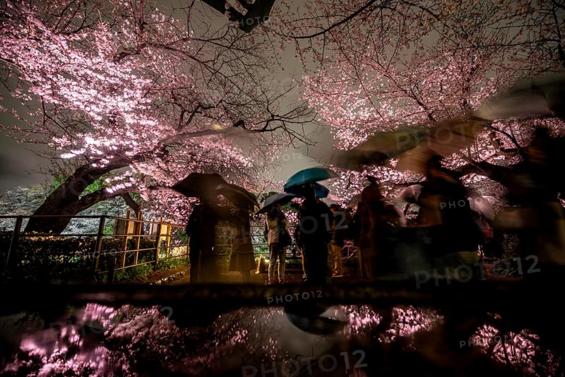 People walking under blooming illuminated cherry trees at night, Japanese cherry blossoms in spring, Hanami Festival, Chidorigafuchi Green Way, Tokyo, Japan