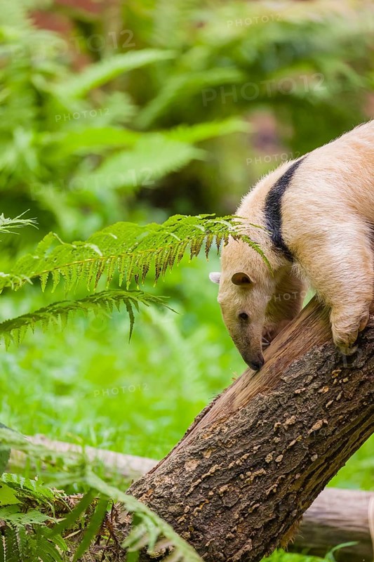 One southern tamandua (Tamandua tetradactyla), climbs down a tree in a forest